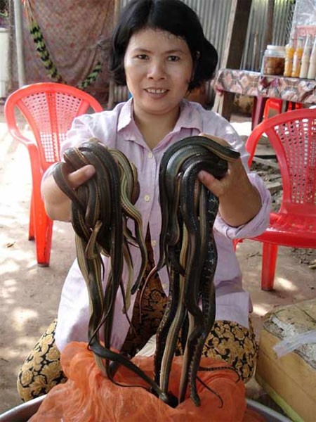 Đặng Thị Ngọc Hà, ở huyện An Phú – An Giang "khoe thành tích" khi cầm trên tay gần 20 con rắn nước mới bắt được.